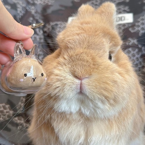 Artistic rabbit pet - rabbit, hair